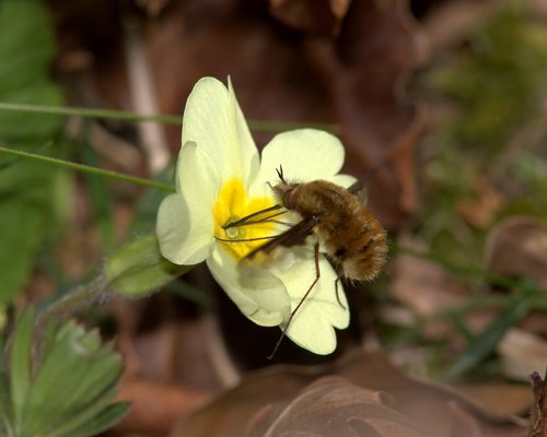 Bee-fly
